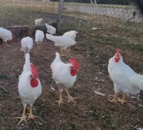 Prodám kouhout leghorn 11 týdnů