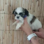 Shih-tzu