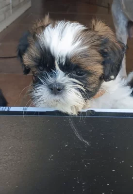 Shih-tzu