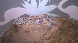 Gekončík noční - HELLE-ZOO - určená mláďata z odchovů 2023