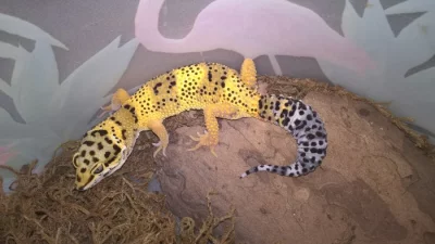 Gekončík noční - HELLE-ZOO - určená mláďata z odchovů 2023