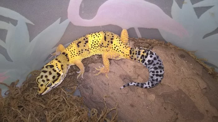 Gekončík noční - HELLE-ZOO - určená mláďata z odchovů 2023