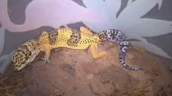 Gekončík noční - HELLE-ZOO - určená mláďata z odchovů 2023