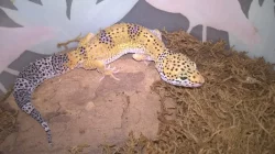 Gekončík noční - HELLE-ZOO - určená mláďata z odchovů 2023