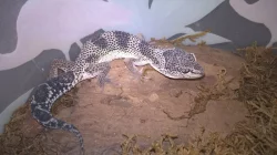 Gekončík noční - HELLE-ZOO - určená mláďata z odchovů 2023