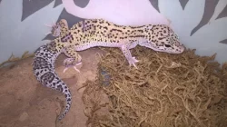 Gekončík noční - HELLE-ZOO - určená mláďata z odchovů 2023