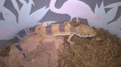 Gekončík noční - HELLE-ZOO - určená mláďata z odchovů 2023