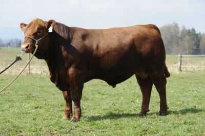 Plemenní býci Aberdeen Angus