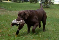 Štěňata hnědý labradorský retrívr / hnědý labrador