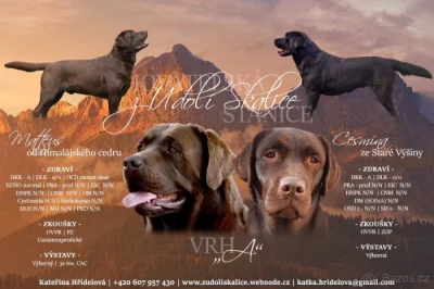 Štěňata hnědý labradorský retrívr / hnědý labrador