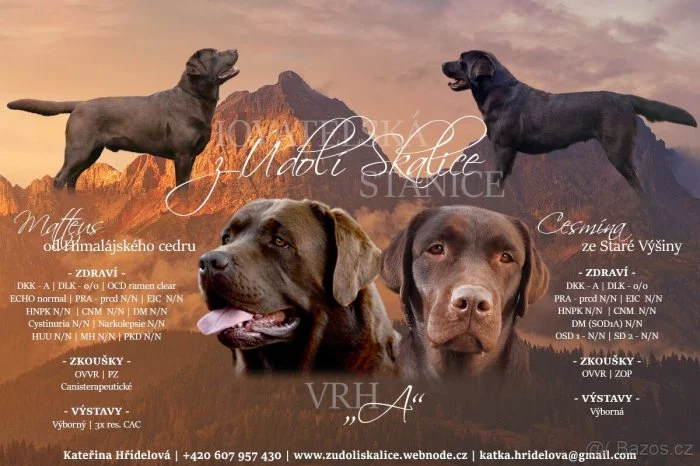 Štěňata hnědý labradorský retrívr / hnědý labrador