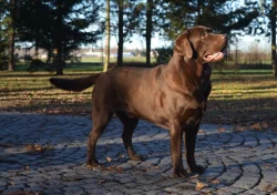 Štěňata hnědý labradorský retrívr / hnědý labrador