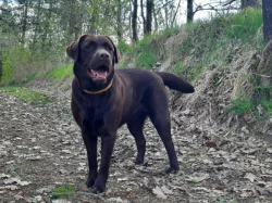Štěňata hnědý labradorský retrívr / hnědý labrador