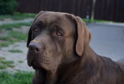 Štěňata hnědý labradorský retrívr / hnědý labrador