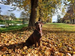 Štěňata hnědý labradorský retrívr / hnědý labrador