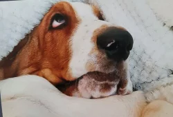 Hledáme ženicha - Basset Hound