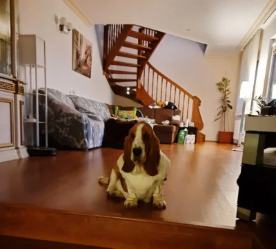 Hledáme ženicha - Basset Hound