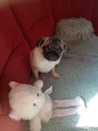 Mops fenka