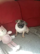 Mops fenka