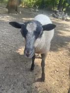 Daruji JEHŇATA ovce kamerunské