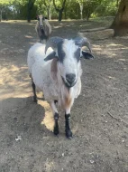 Daruji JEHŇATA ovce kamerunské