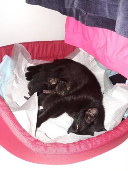 Daruji koťata ( 3 černé, 2 mourované) do dobrých rukou