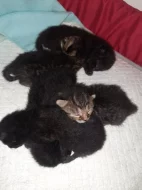 Daruji koťata ( 3 černé, 2 mourované) do dobrých rukou
