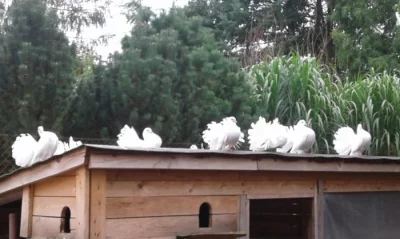 Pávíci