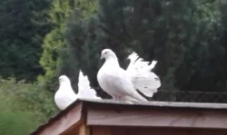 Pávíci