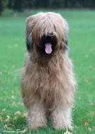 Briard plavý