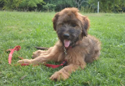 Briard plavý