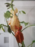 Lupenitka Tataba