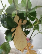 Lupenitka Tataba