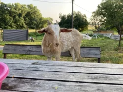 Podilová anglonubijská koza