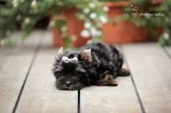 Yorkshire terrier s PP (rodokmeny)