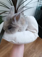 Zakrslý králík