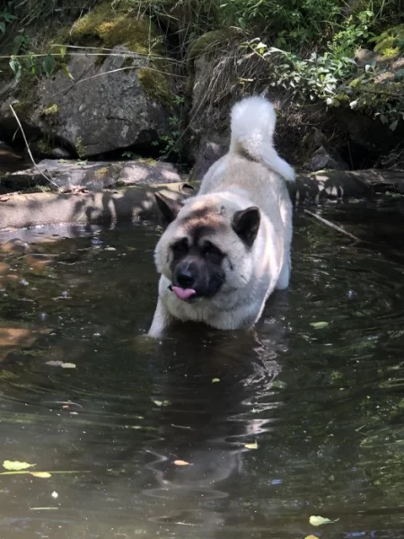 Americká akita ke kryti.