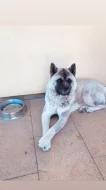 Americká akita ke kryti.