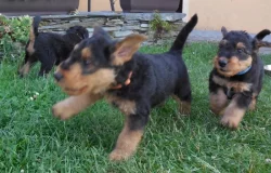 Airedale teriér (Erdelteriér)