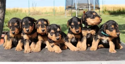 Airedale teriér (Erdelteriér)