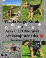 Airedale teriér (Erdelteriér)