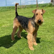 Airedale teriér (Erdelteriér)
