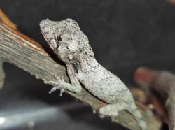 HELLE-ZOO - gekončíci a chameleolisové - Terrabazar 22.7.
