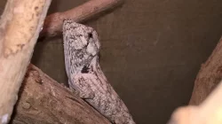 HELLE-ZOO - gekončíci a chameleolisové - Terrabazar 22.7.