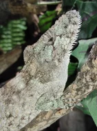 HELLE-ZOO - gekončíci a chameleolisové - Terrabazar 22.7.