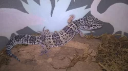 HELLE-ZOO - gekončíci a chameleolisové - Terrabazar 22.7.