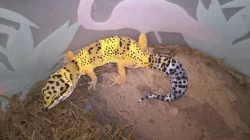 HELLE-ZOO - gekončíci a chameleolisové - Terrabazar 22.7.