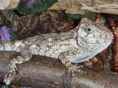 HELLE-ZOO - gekončíci a chameleolisové - Terrabazar 22.7.