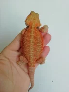 Agama vousatá