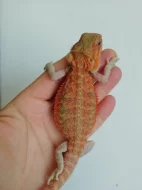 Agama vousatá